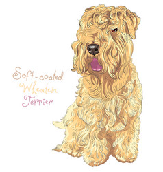 Soft-coated Wheaten Terrier Dog