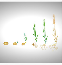 Staged Germination Of Wheat Grain Isolated