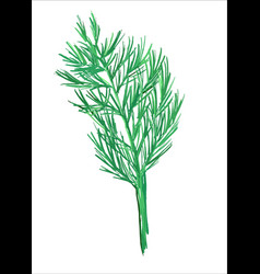 A Sprig Of Dill On White Background