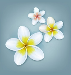 White Plumeria Flowers