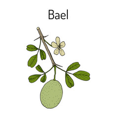 Bael Aegle Marmelos Or Bengal Quince