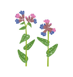 Drawing Wild Flowers Lungwort