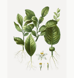 Kaffir Lime Leaves