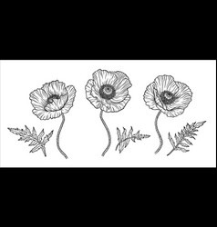 Poppy Flower Papaver Stem And Leaf Elements For