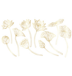 Lotus Set Linear Drawing With Flowers