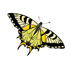 Tiger Swallowtail Butterfly