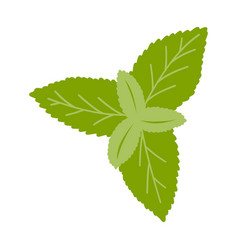 Hand Drawn Mint Leaf Of Fresh Spices Natural