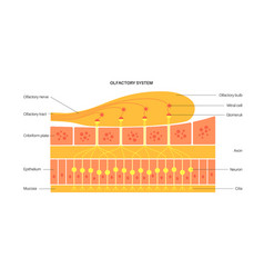 Olfactory System Anatomy