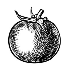 Tomato Cherry Drawing