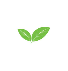 Green Tea Leaf Icon