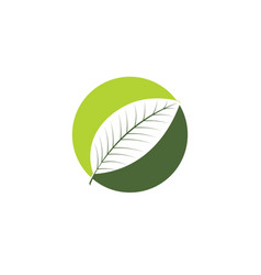 Green Tea Leaf Icon