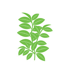 Green Tea Leaf Icon