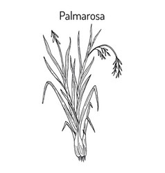 Palmarosa Cymbopogon Martinii Medicinal Plant