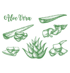 Alor Vera Plant Leaf Drops Sketch