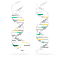 Dna Double Helix Realistic Structural Models