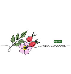 Wild Rose Briar Background Dog Rose Branch