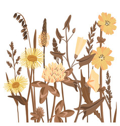 Drawing Wild Flowers