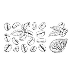 Hand Drawn Coffee Beans Engraved Arabic Seeds