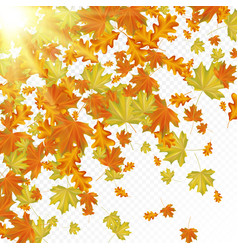 Autumn Leaves With Sun Rays