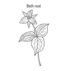 Beth Root Trillium Erectum Or Wake-robin