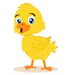 Cute Baby Chicken Cartoon Character On White