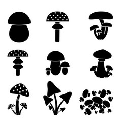 Different Types Of Mushrooms Sizes