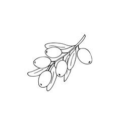 Hand-drawn Olive Branch