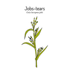 Jobs Tears Or Adlay Millet Coix Lacryma-jobi