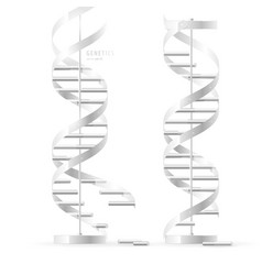 Dna Double Helix Realistic Structural Models