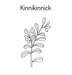 Kinnikinnick Arctostaphylos Uva-ursi