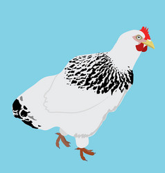 White Chicken With Black Neck Feathers