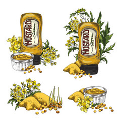 Set Of Hand Drawn Mustard Sauces And Plants Sketch