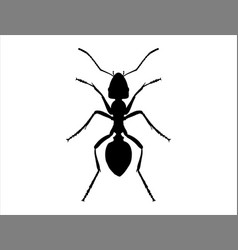 Ant Silhouette Art