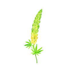 Blossom Lupin Or Lupine Flowering Plant