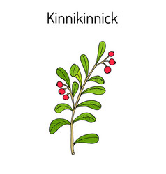 Kinnikinnick Arctostaphylos Uva-ursi