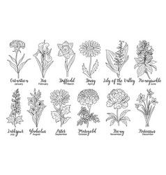 Set Of Birth Month Flowers Line Art