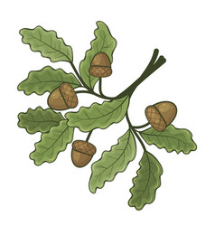 Sprig Of Oak With Acorns