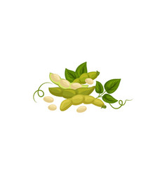 Soy Beans With Green Leaves And Pods Isolated