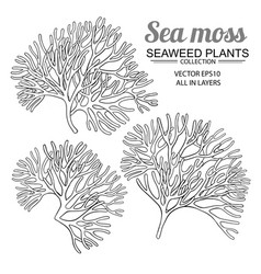 Sea Moss Plants Set On White Background