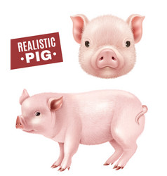 Pig Realistic Icons Set