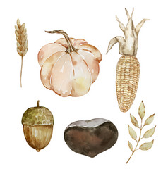 Thanksgiving Watercolor Elements Pumpkin Acorn