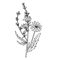 Chicory Drawing Natural Plant