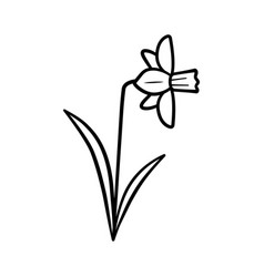 Narcissus Flower In Doodle Line Style