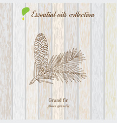 Pure Essential Oil Collection Grand Fir Wooden