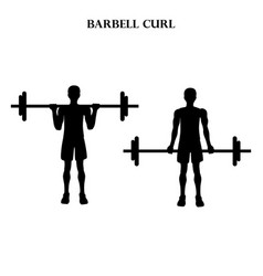 Barbell Curl Workout Exercise