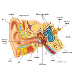 Ear Anatomy