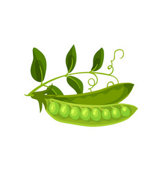 Two Half Pea Pod With Leaves