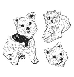 A West Highland White Terrier Westie Dog