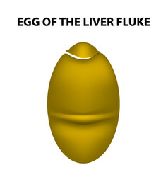 Egg Of The Liver Fluke Infographics