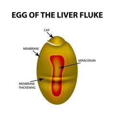 Egg Of The Liver Fluke Infographics